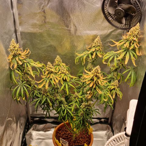 Xl 1  growlog photo: Day 51 of flower 