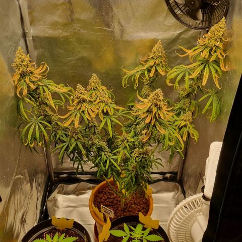 Xl 1  growlog photo: Day 51 of flower 