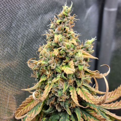 Xl 1  growlog photo: Day 51 of flower 
