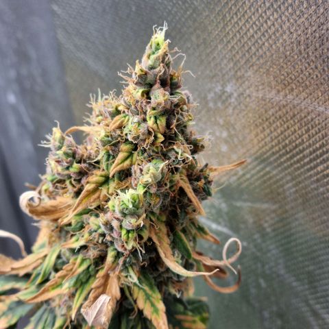 Xl 1  growlog timeline photo