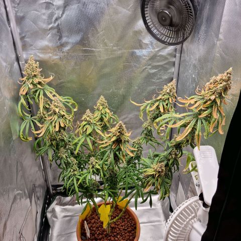 Xl 1  growlog timeline photo