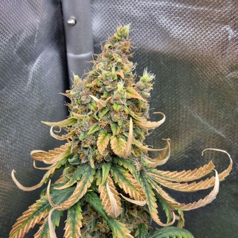 Xl 1  growlog timeline photo