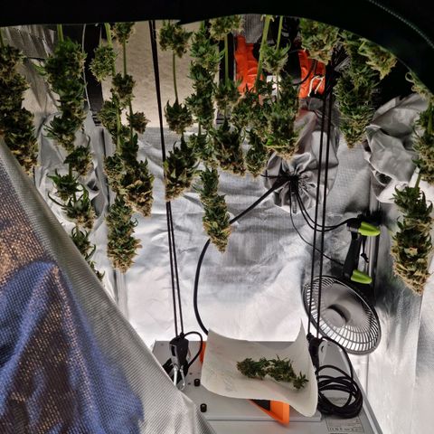 Xl 1  growlog timeline photo