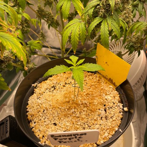 Banana Purple Punch Auto  #1 growlog timeline photo