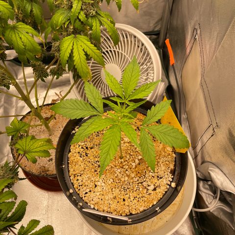 Banana Purple Punch Auto  #1 growlog timeline photo