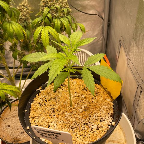 Banana Purple Punch Auto  #1 growlog timeline photo