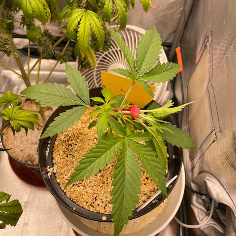 Banana Purple Punch Auto  #1 growlog timeline photo