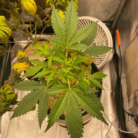 Banana Purple Punch Auto  #1 growlog timeline photo