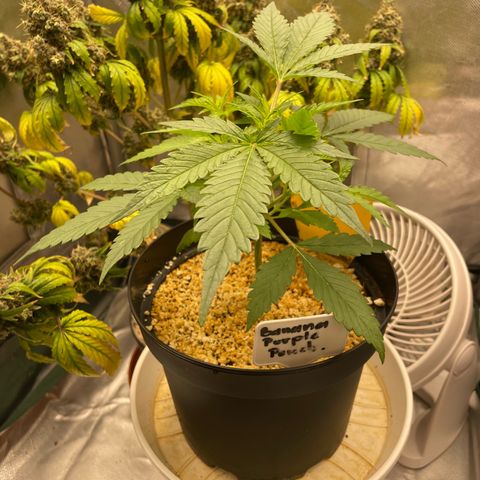 Banana Purple Punch Auto  #1 growlog timeline photo