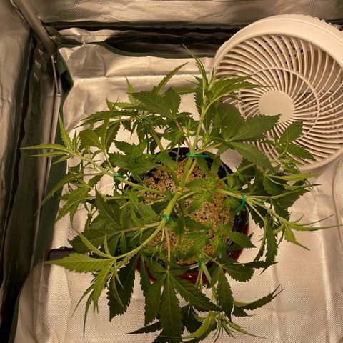 Banana Purple Punch Auto  #1 growlog timeline photo