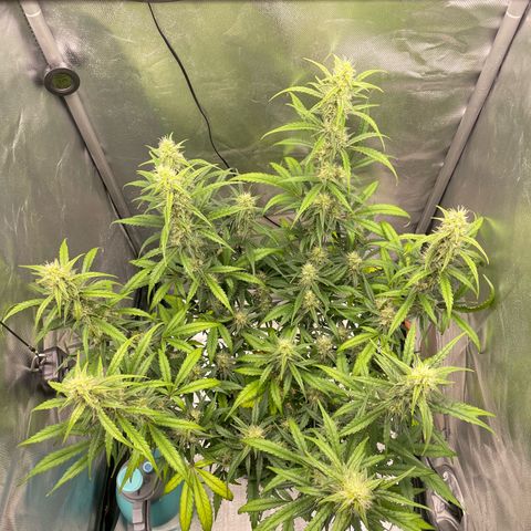 Banana Purple Punch Auto  #1 growlog timeline photo