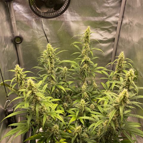 Banana Purple Punch Auto  #1 growlog timeline photo