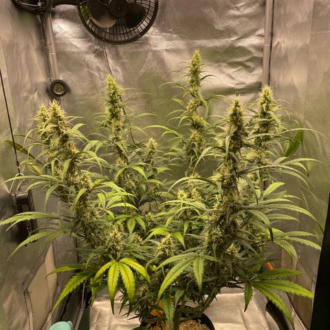 Banana Purple Punch Auto  #1 growlog timeline photo
