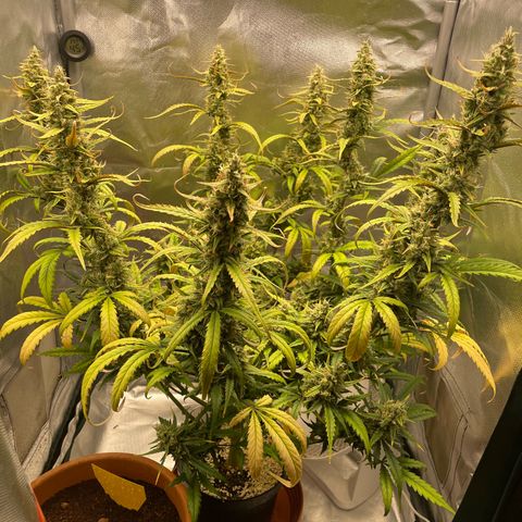 Banana Purple Punch Auto  #1 growlog timeline photo