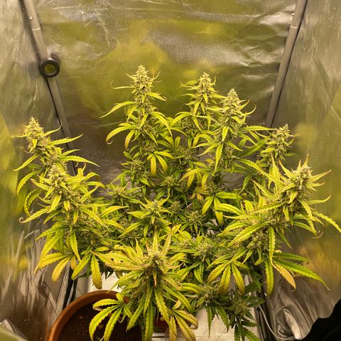 Banana Purple Punch Auto  #1 growlog timeline photo