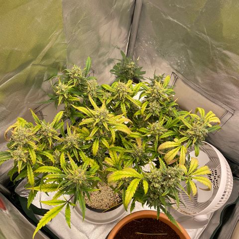 Banana Purple Punch Auto  #1 growlog timeline photo