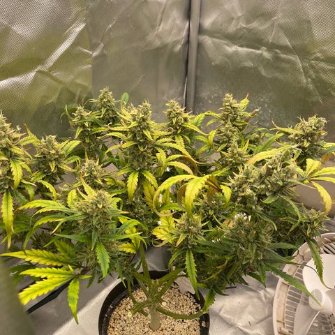 Banana Purple Punch Auto  #1 growlog timeline photo
