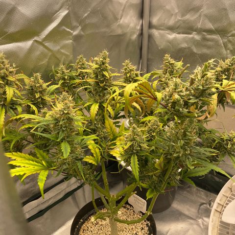 Banana Purple Punch Auto  #1 growlog timeline photo