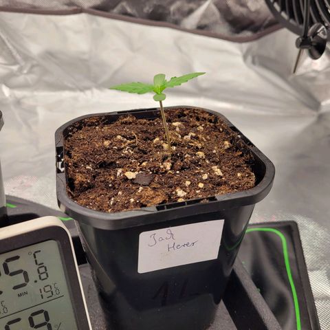 Jack Herer growlog timeline photo