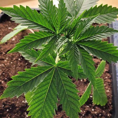 Wedding Cake growlog photo: VW1 VT6