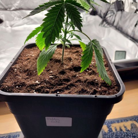 Wedding Cake growlog photo: VW1 VT6