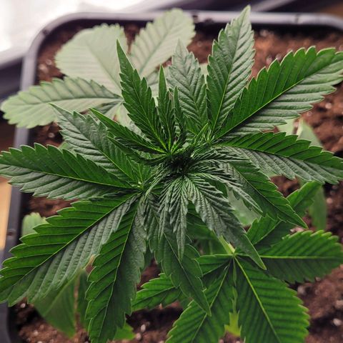 Growlog-Foto von Royal Gorilla: VW1 VT6