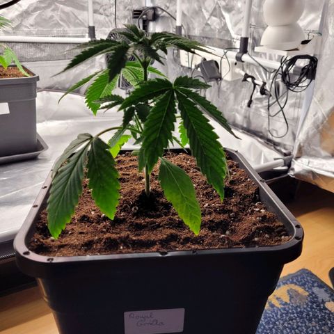 Growlog-Foto von Royal Gorilla: VW1 VT6