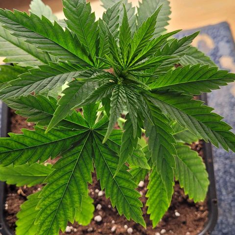 Jack Herer growlog photo: VW1 VT6