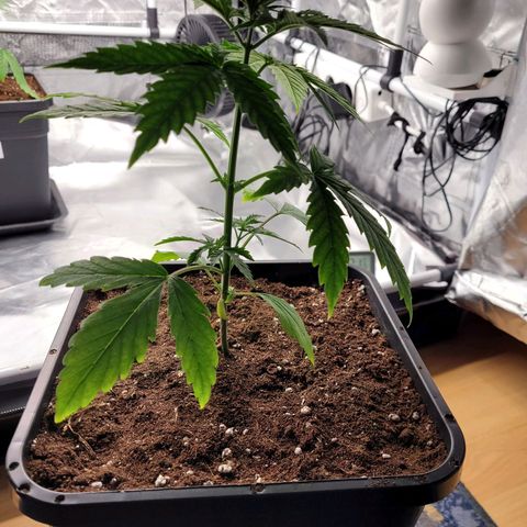 Jack Herer growlog photo: VW1 VT6