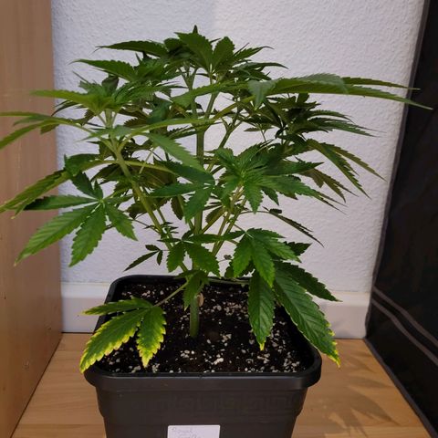 Growlog-Foto von Royal Gorilla: VT16 VW3