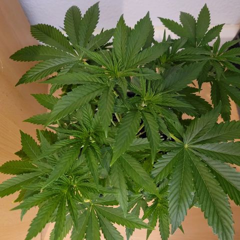 Growlog-Foto von Royal Gorilla: VT16 VW3