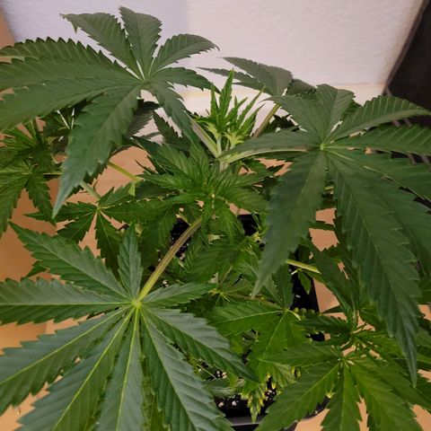 Wedding Cake growlog photo: VT17 VW3