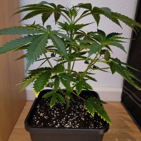 Wedding Cake growlog photo: VT17 VW3