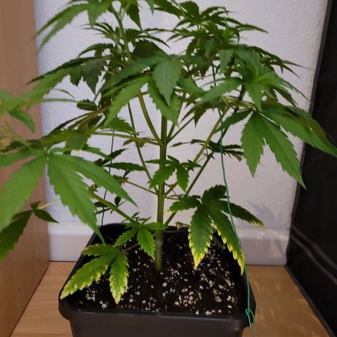 Jack Herer growlog photo: VT17 VW3