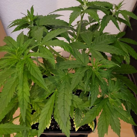 Jack Herer growlog photo: VT17 VW3