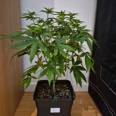 Jack Herer growlog photo: VT27 VW4