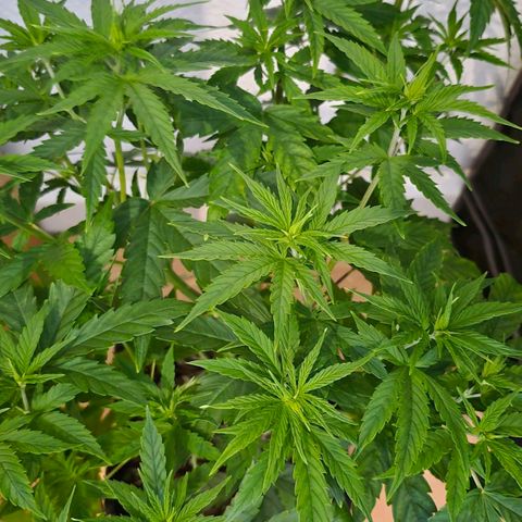 Jack Herer growlog photo: VT27 VW4