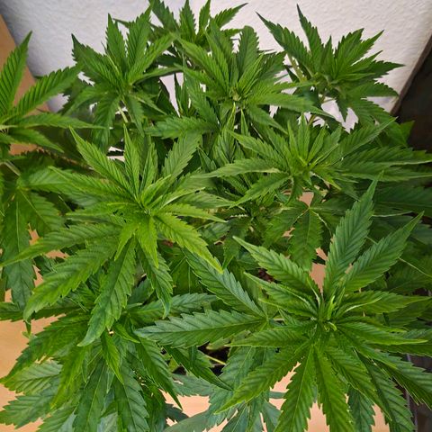 Wedding Cake growlog photo: VT27 VW4