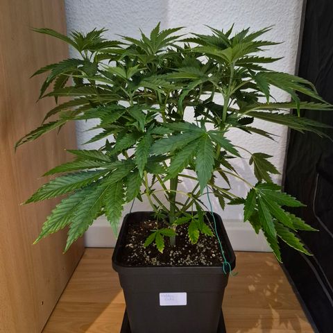 Wedding Cake growlog photo: VT27 VW4