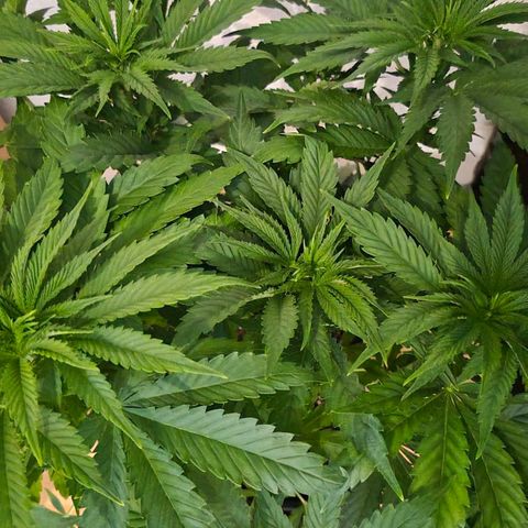 Growlog-Foto von Royal Gorilla: VT27 VW4
