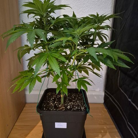 Growlog-Foto von Royal Gorilla: VT27 VW4