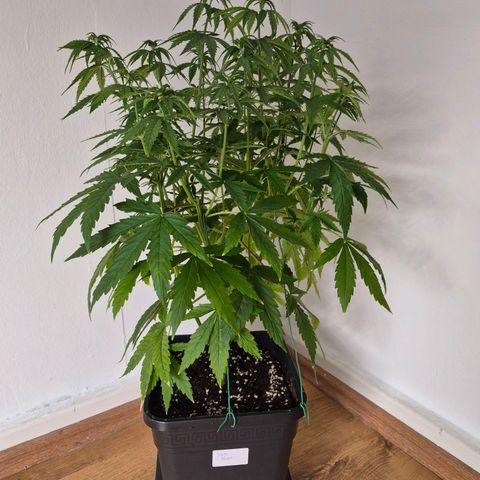 Jack Herer growlog photo: VT33 VW5