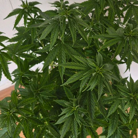 Jack Herer growlog photo: VT33 VW5