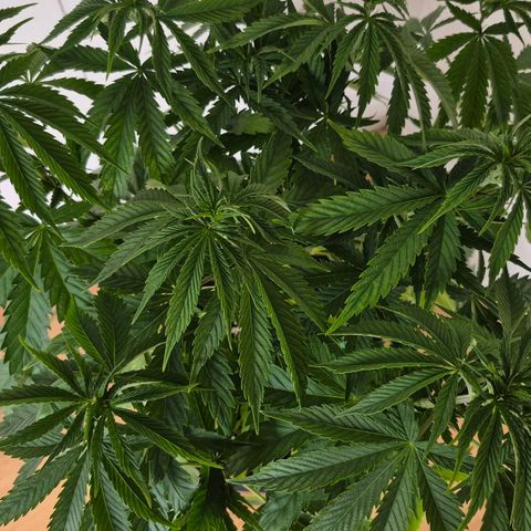 Wedding Cake growlog photo: VT33 VW5