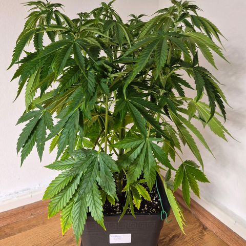 Wedding Cake growlog photo: VT33 VW5