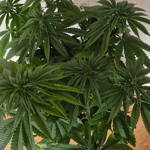 Growlog-Foto von Royal Gorilla: VT33 VW5