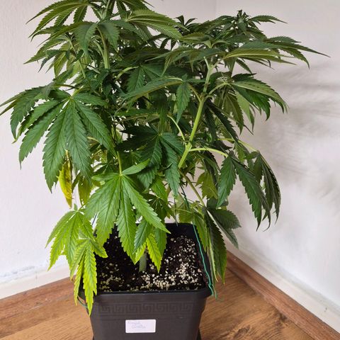 Growlog-Foto von Royal Gorilla: VT33 VW5
