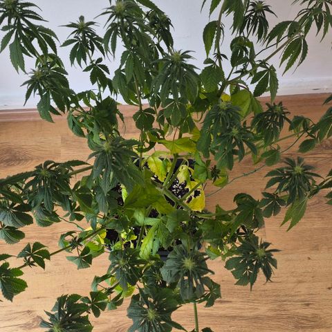 Jack Herer growlog photo: BT7 BW1