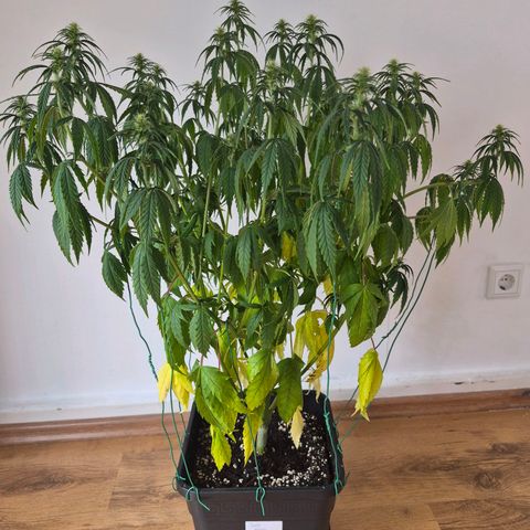 Jack Herer growlog photo: BT7 BW1