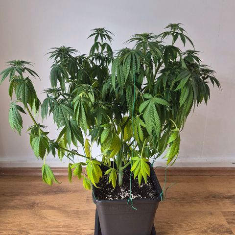 Growlog-Foto von Royal Gorilla: BT7 BW1